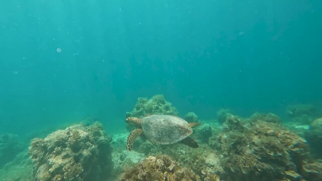 Hawksbill sea turtle swimming in tropical waters of coral reef environment in Moorea French Polynesia