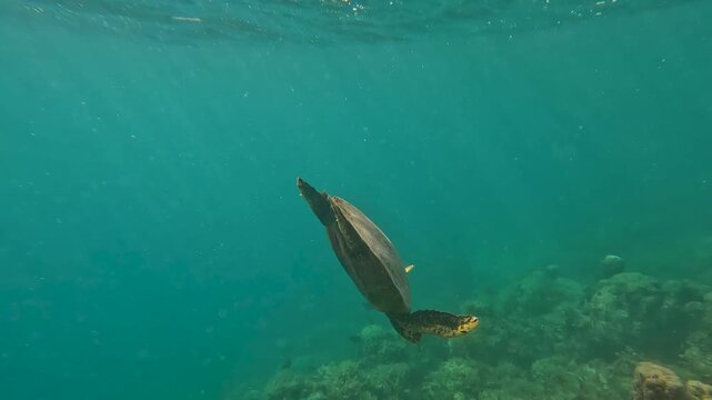 Hawksbill sea turtle diving from ocean surface to coral reef in Moorea French Polynesia