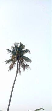 Lush coconut tree crown silhouette appearing beautiful against clean pale white sky background