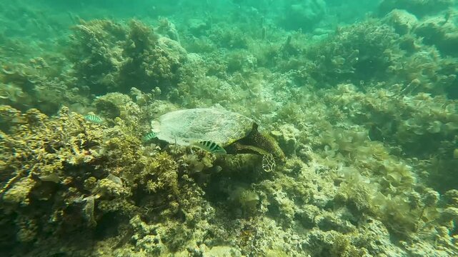 Hawksbill sea turtle exploring coral reef with tropical fish  Moorea French Polynesia