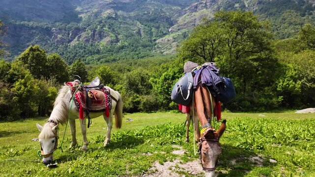 Pack mules carrying supplies near Rudranath Temple in Chamoli Uttarakhand mountain landscape