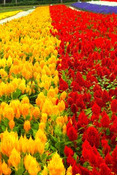 花畑（秋花のハッチワーク）ケイトウ