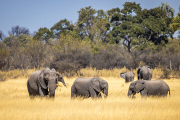 Obraz premium Savanna Elephants (Loxodonta africana) feeding on grass in the Okavango River Delta region, Moremi Game Reserve, Botswana