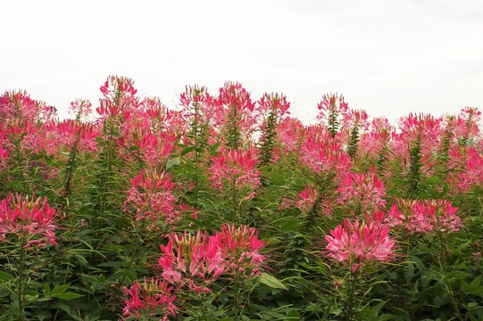 花畑（秋花のハッチワーク）ルピナス