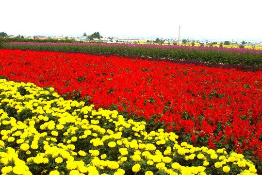 花畑（秋花のハッチワーク）マリーゴールドとサルビア
