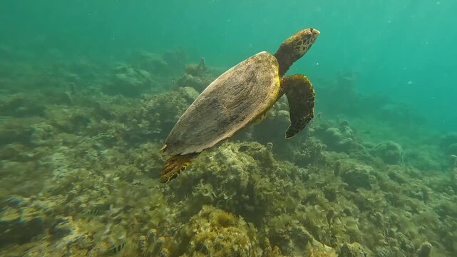 Closeup Hawksbill sea turtle swimming to ocean surface from coral reef revealing the tropical island of Moorea French Polynesia