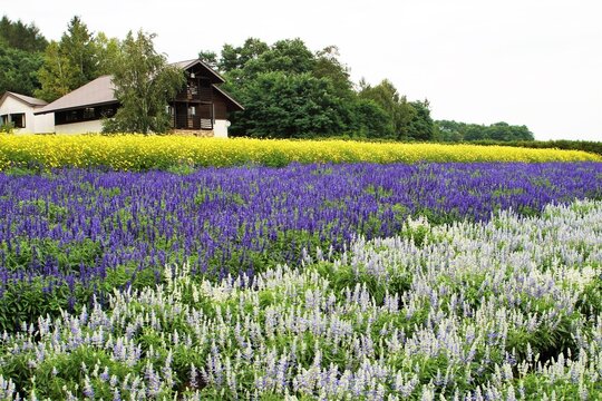 花畑（秋花のハッチワーク）