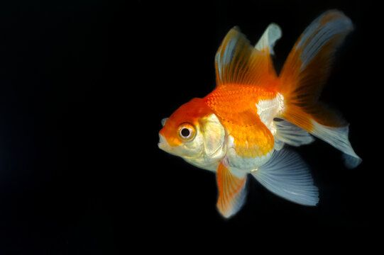 Fantail goldfish swimming on a black background with copy space