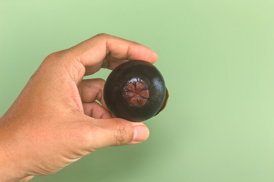 Hand holding a whole purple mangosteen on mint green background