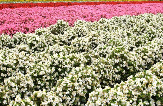 花畑（秋花のハッチワーク）ベコニア