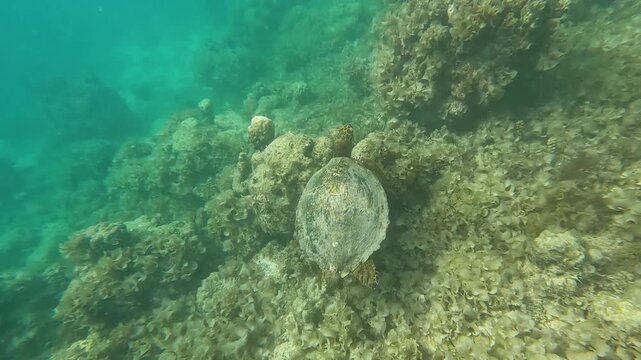 Top down view Hawksbill sea turtle gracefully swimming over coral reef environment in tropical ocean waters of Moorea French Polynesia