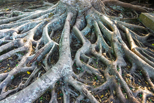 Massive exposed tree root system spreading on ground in tropical park