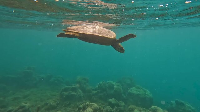 Underwater view Hawksbill sea turtle taking breaths of air on ocean surface in Moorea French Polynesia