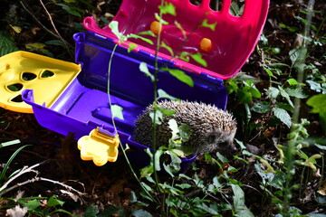 hedgehog and flowers © Matija