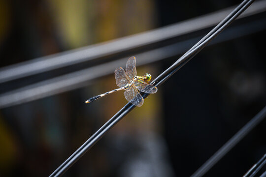 a dragonfly perched on a wire strung across the way