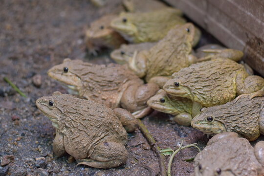 Commercial Frog Farm, A big brown frog in the pond,Swarm of Edible Frogs