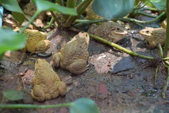 Commercial Frog Farm, A big brown frog in the pond,Swarm of Edible Frogs