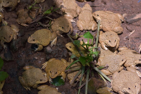 Commercial Frog Farm, A big brown frog in the pond,Swarm of Edible Frogs