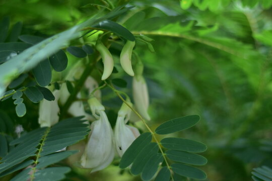 White Agasta flower, Sesban, Vegetable Humming bird, Humming bird tree, Butterfly tree, Agati Sesbania grandiflora