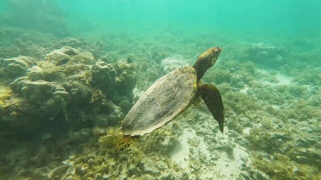 Underwater closeup Hawksbill sea turtle swimming in coral reef environment with tropical fish in Moorea French Polynesia