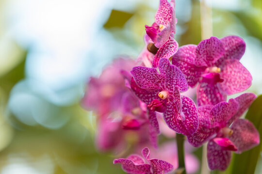 Close-up photograph of vibrant pink and purple spotted Vanda orchid flowers in bloom, showing intricate petal patterns and delicate floral details against a soft blurred green background.