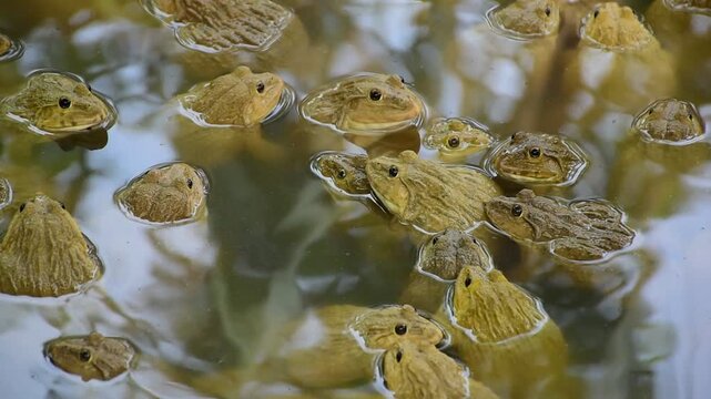 Commercial Frog Farm, A big brown frog in the pond,Swarm of Edible Frogs