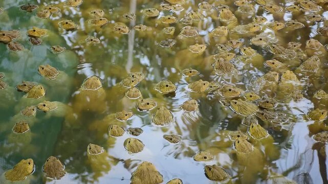 Commercial Frog Farm, A big brown frog in the pond,Swarm of Edible Frogs