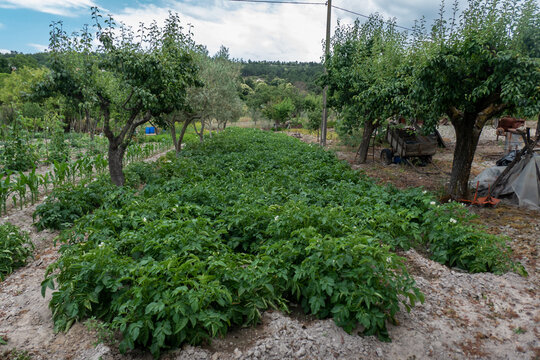 Terreno agr&iacute;cola com cultivo de batatas em flor em meio a um pomar de &aacute;rvores de fruto e paisagem rural ao fundo