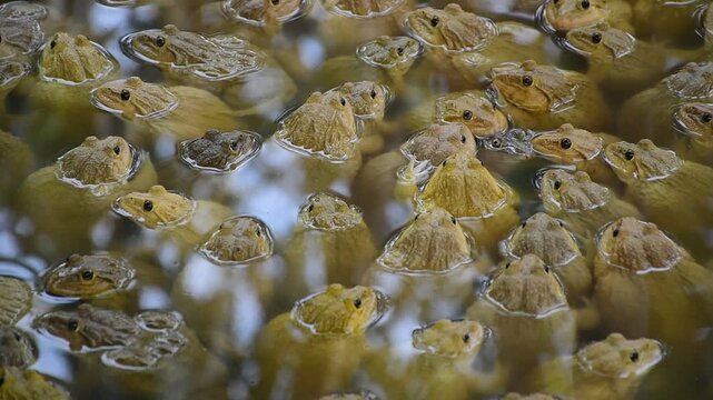 Commercial Frog Farm, A big brown frog in the pond,Swarm of Edible Frogs