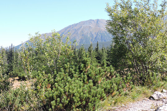 Massive mountain dome of Ż&oacute;łta Turnia peak behind dwarf pine in Hala Gąsienicowa Tatry Poland