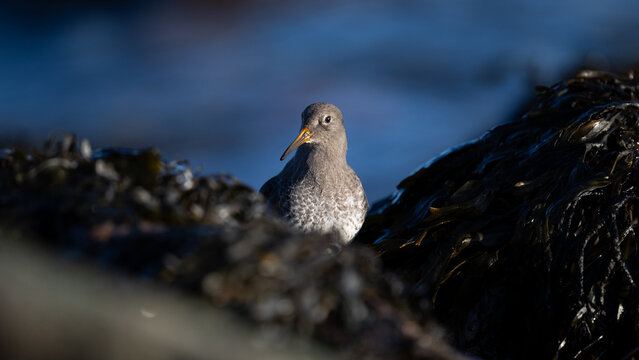 Purple sandpiper (Calidris maritima)