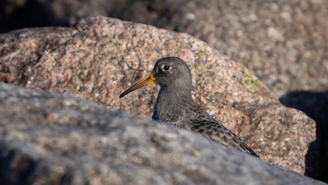 Purple sandpiper (Calidris maritima)