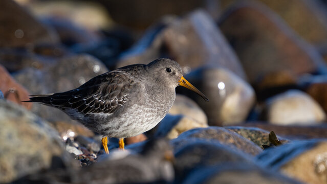 Purple sandpiper (Calidris maritima)