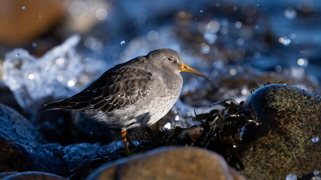 Purple sandpiper (Calidris maritima)
