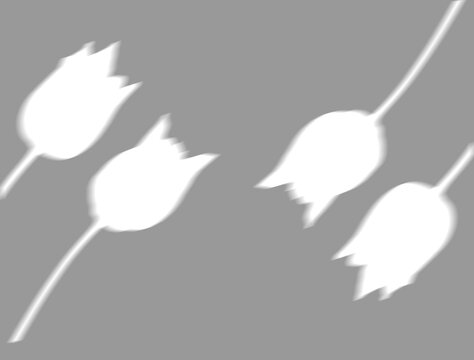 Soft 40 percent opacity shadow with tulip flowers cutouts pattern on transparent background