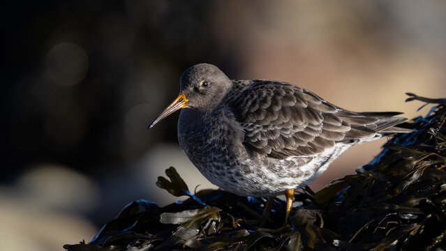 Purple sandpiper (Calidris maritima)