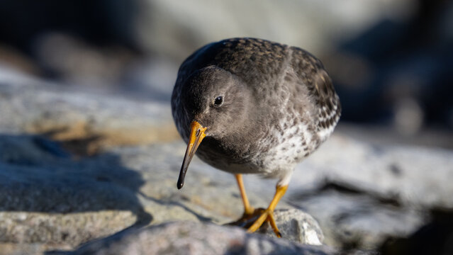Purple sandpiper (Calidris maritima)