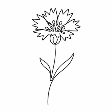 Minimalist Cornflower Single Line Art Vector Drawing