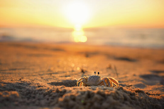 Small ghost crab on a sandy beach at golden hour
