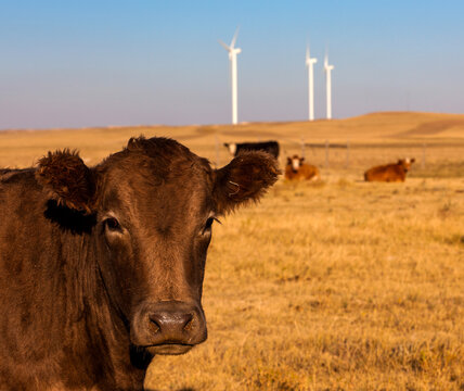Wind farm in Northern Colorado