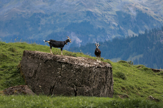 Two curious goats standing on a large rock in the mountains
