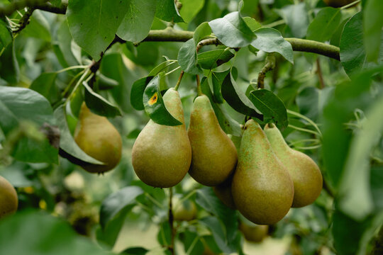 Green pears hanging from a lush tree branch