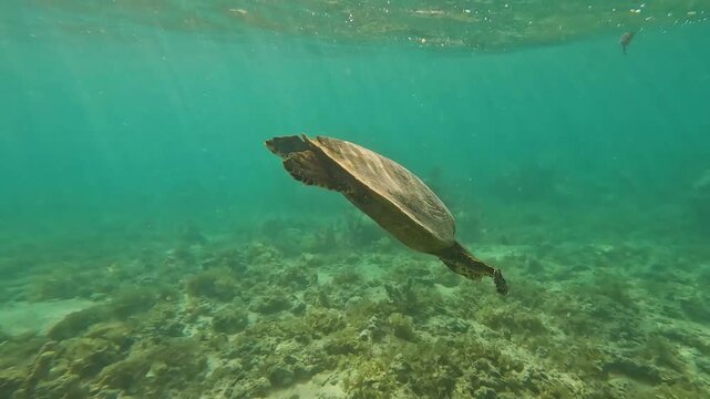 Hawksbill sea turtle swimming to ocean surface for gulp of air revealing sailing boats yachts moored in bay on Moorea French Polynesia