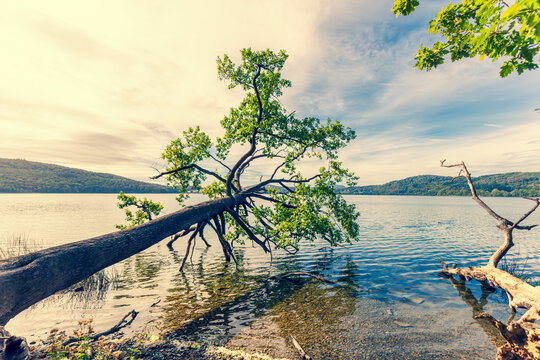 picturesque tree leaning over the water on the shores of Laacher See (Lake Laach) in the Eifel volcanic region. large, uprooted tree leaning sharply over the shoreline. Rhineland-Palatinate, Germany