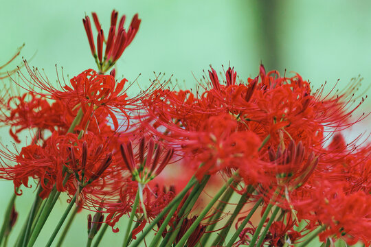 秋を彩る彼岸花（曼珠沙華）の群生と自然風景