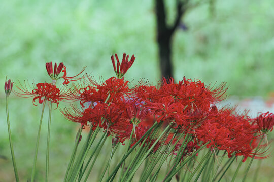 秋を彩る彼岸花（曼珠沙華）の群生と自然風景