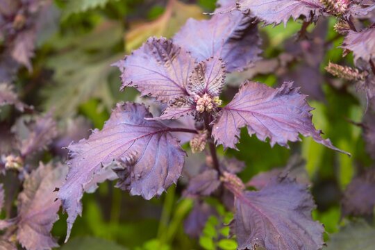 Red Shiso Leaves with Flower Buds in Tokyo, Japan
