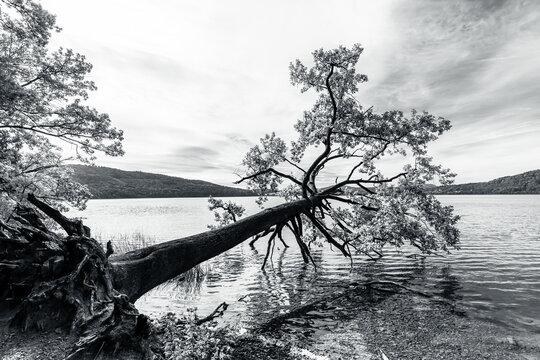 picturesque tree leaning over the water on the shores of Laacher See (Lake Laach) in the Eifel volcanic region. large, uprooted tree leaning sharply over the shoreline. Rhineland-Palatinate, Germany