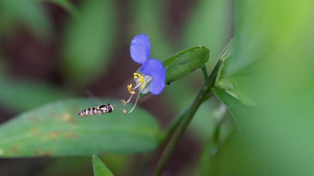Asiatic dayflower and hoverfly