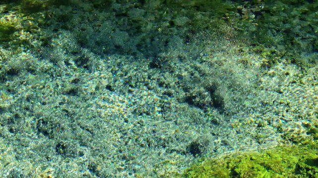 水底の砂やコケの間からこんこんと水が湧き出る神秘的な白川水源